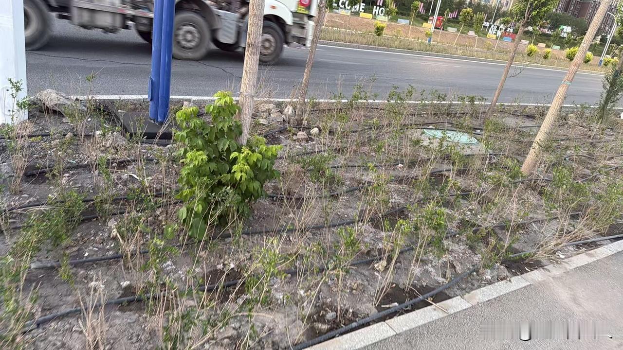 西泉街绿化浇水“打折扣”？四天一浇承诺难落地，树木枯死令人心疼⚠️
 
    