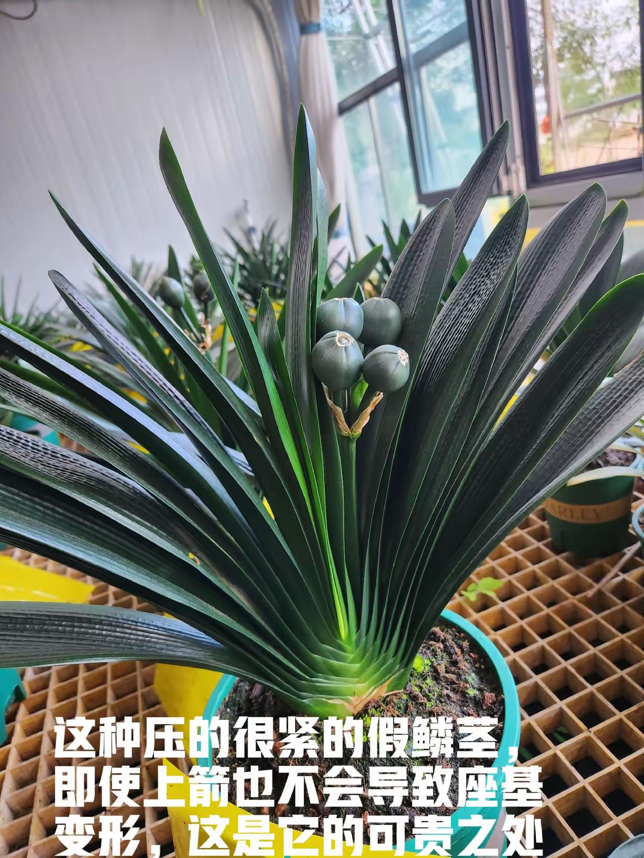 座基漂亮叶铮亮
脉管清晰品种旺
果实累累展英姿
修身养性兰谊长