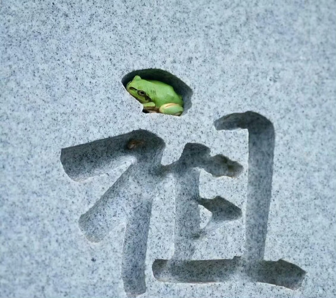 蛙蛙：找个舒服的地方好好睡一觉[抱一抱] ​​​