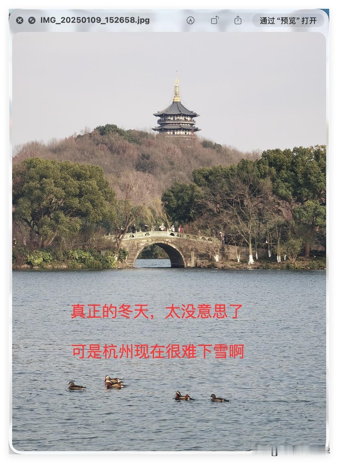 再过10天，杭州的红枫季就要划上句号了！杭州的银杏树也要光秃秃了！12月20日开