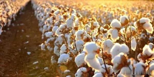 本次USDA9月报告对新年度（2026/27）棉花供需做出调整：

1. 全球产