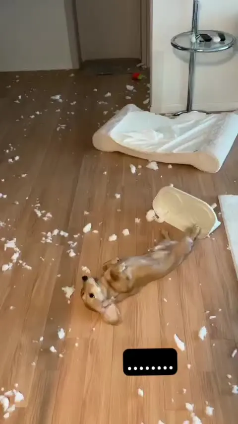 小狗：麻麻酱你怎么提前回家了