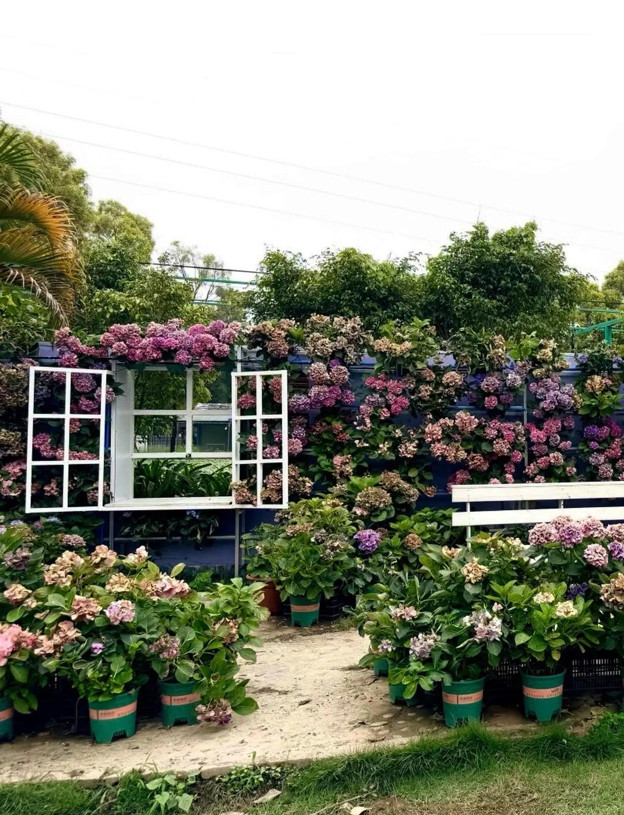 广州香草世界旅游度假区 广州香草世界旅游度假区 绣球花海 春日的花海也太出片了吧