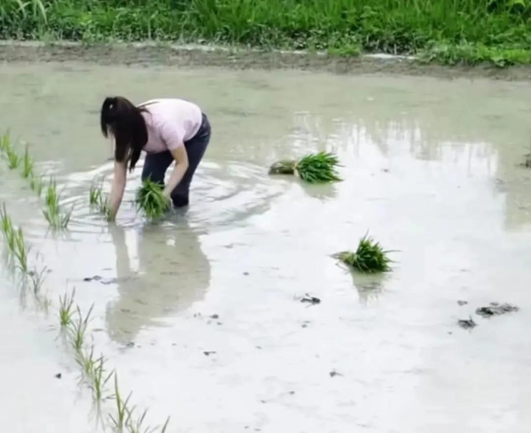 我今天帮父亲栽插秧苗，父亲现在年龄已经六十多，但这个插秧季，我回家帮助他。心里特