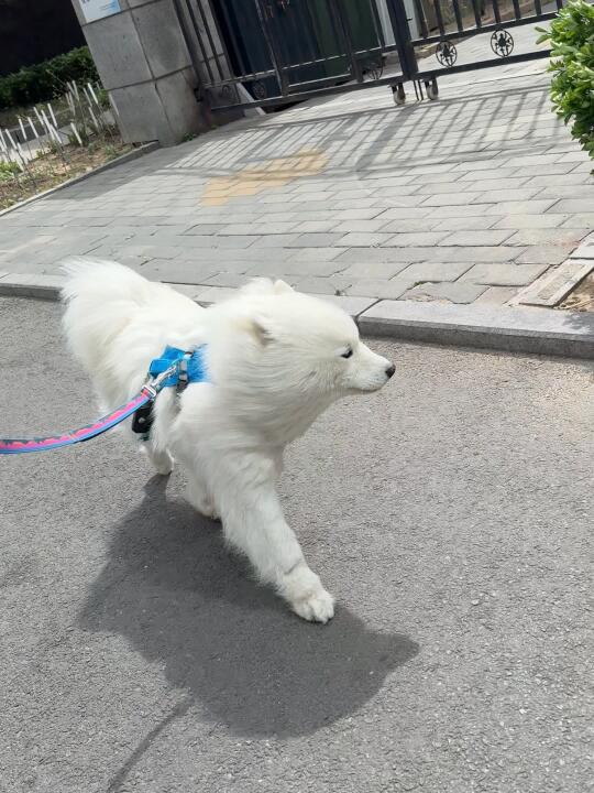 羽毛球造型 ✅