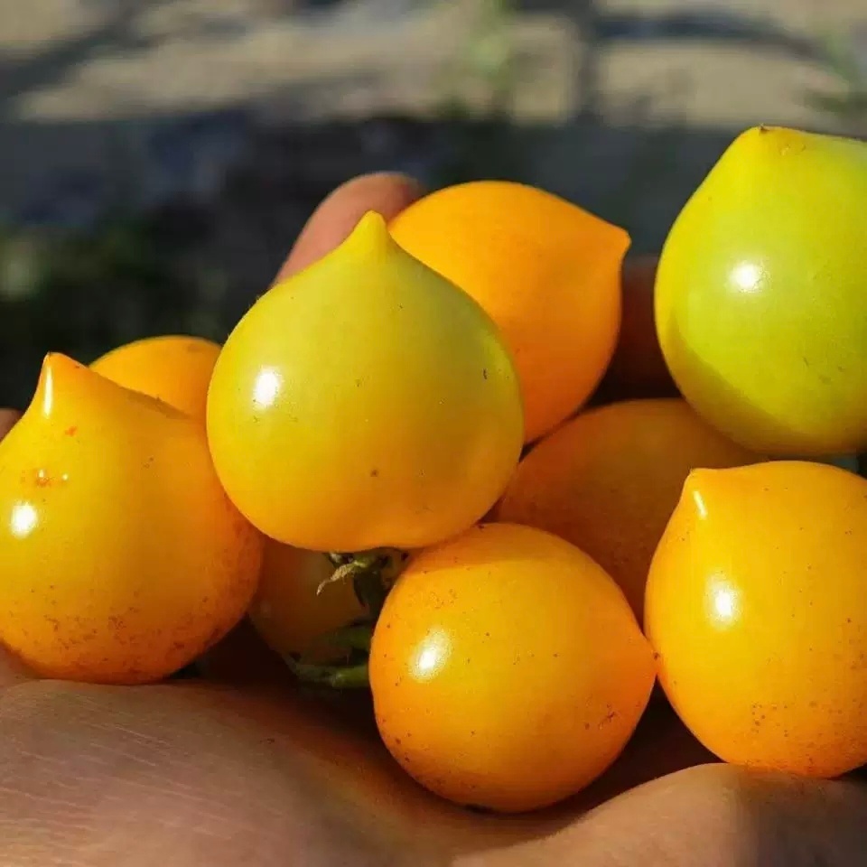 每天一条冷知识 有一种叫棉花糖小鸡的番茄（Lil Peeps Tomato），它