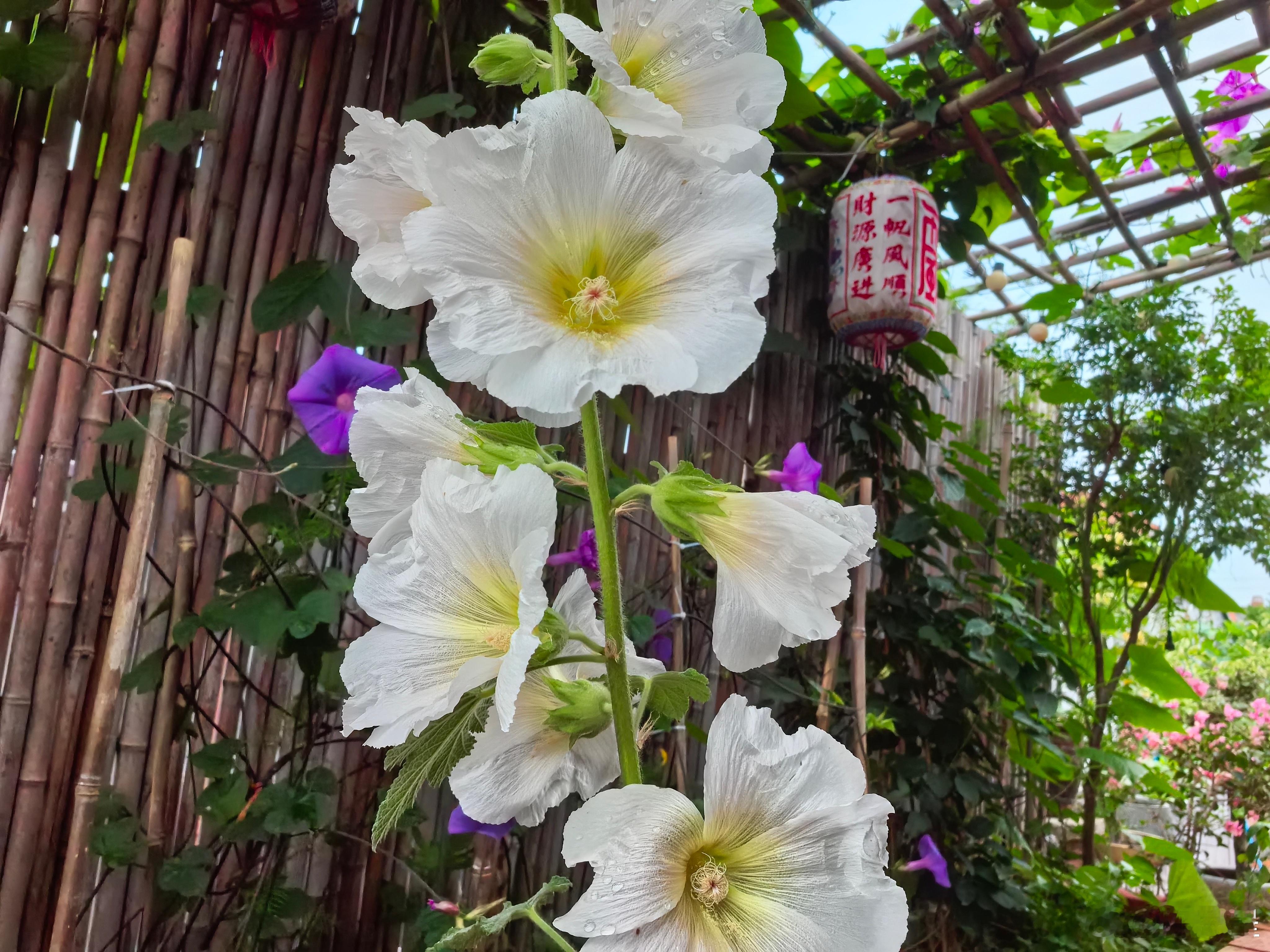 带着雨滴的我美丽的花啊！ 