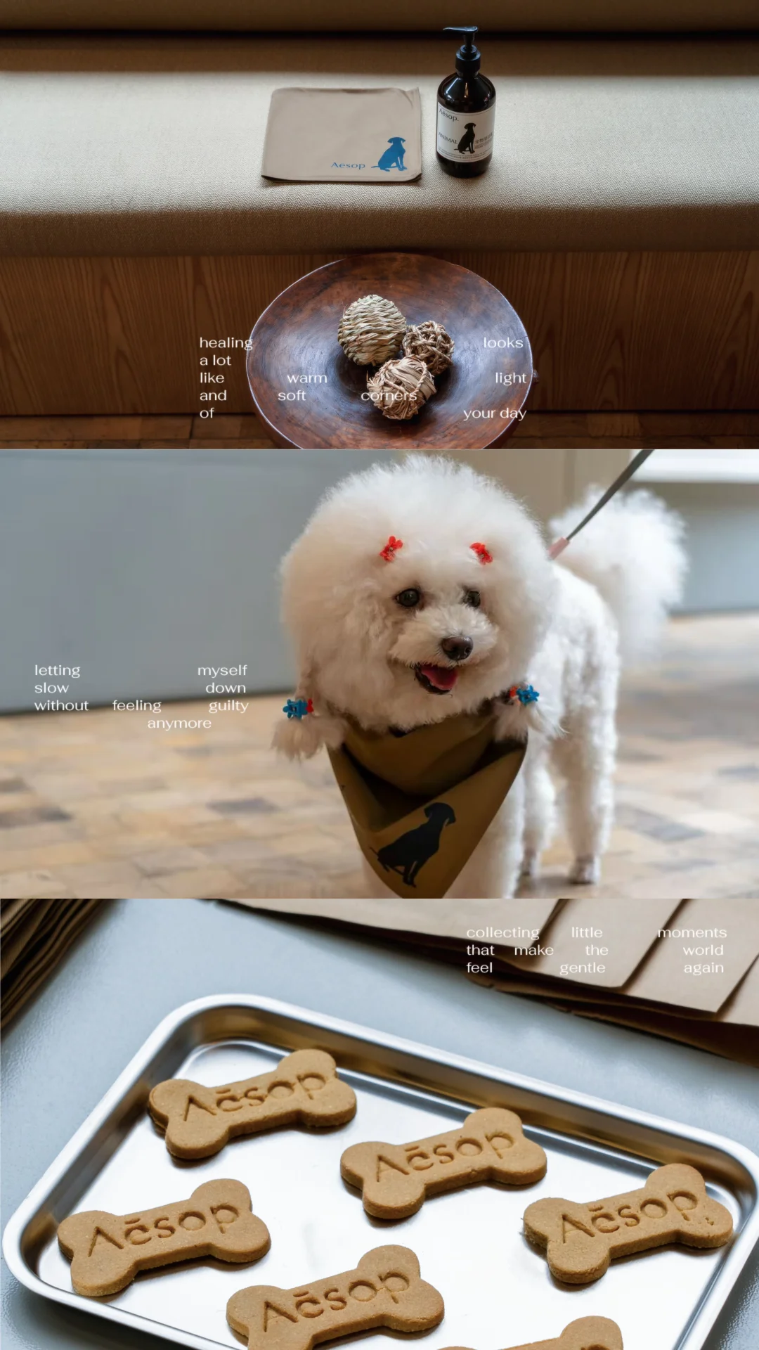 成都爪爪会客厅🐶 赴Aesop温柔之约