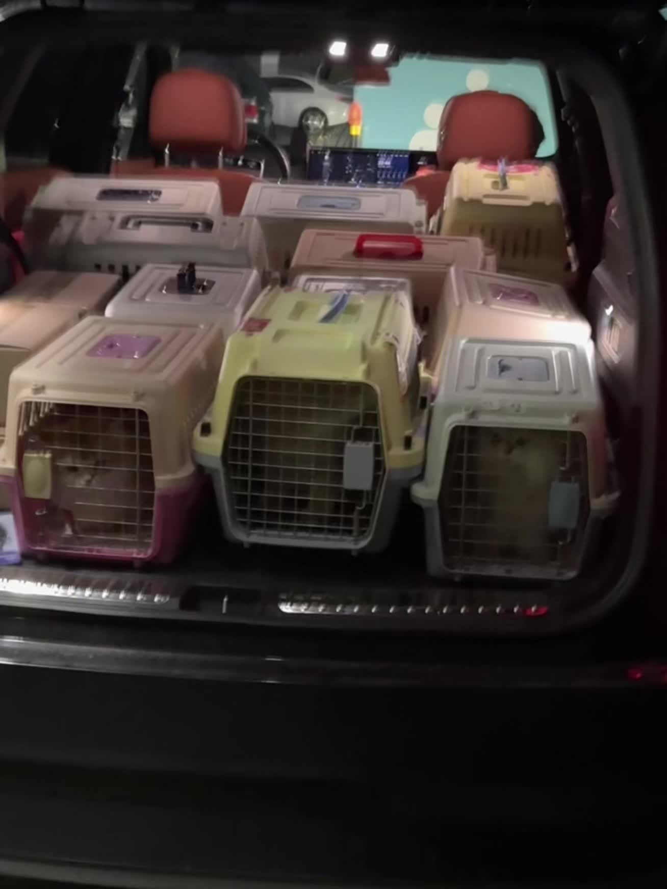 办公室小猫集体下班咯～