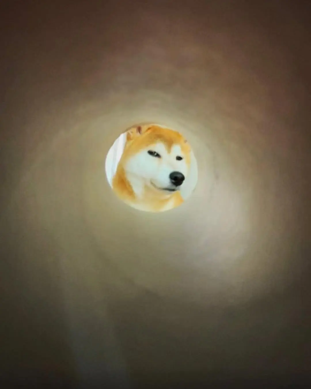 大佬不屑