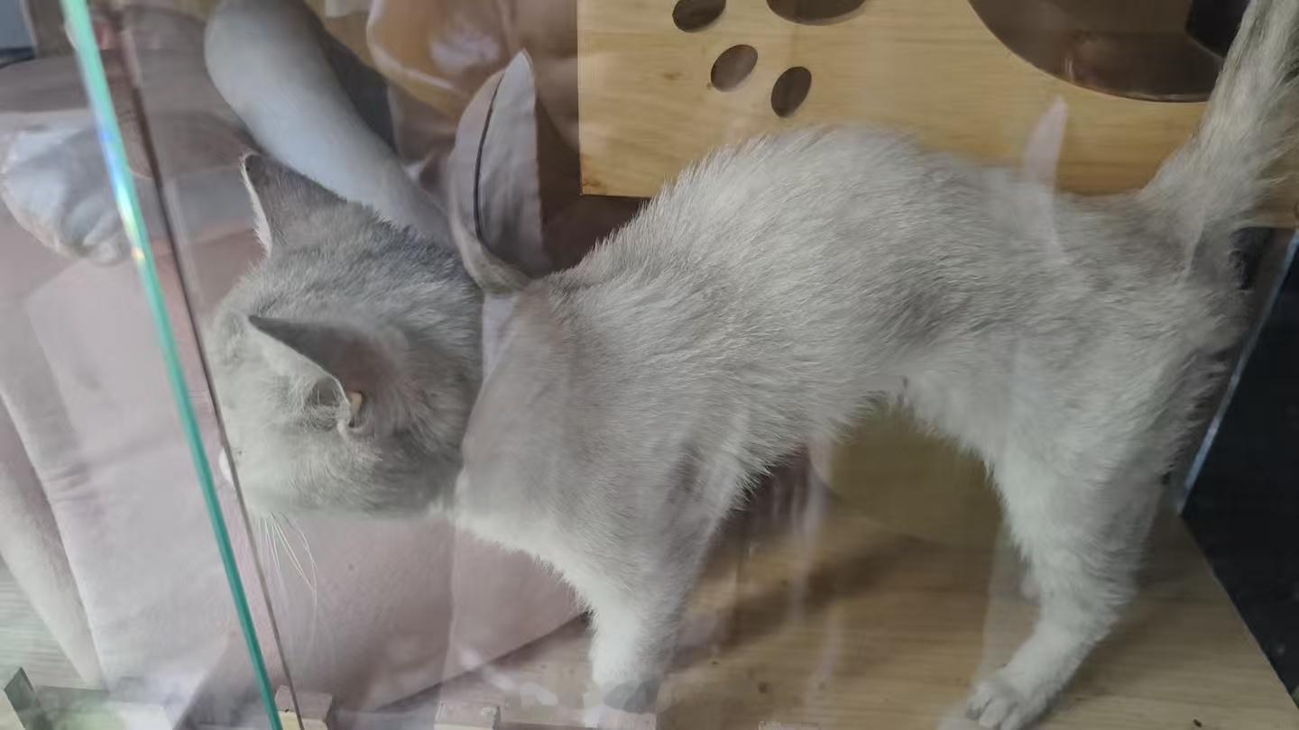 不小心瘦过头了人和猫猫都胖点好啊 我新接过来的小猫咪在长沙时瘦的可怜🥹还好最近