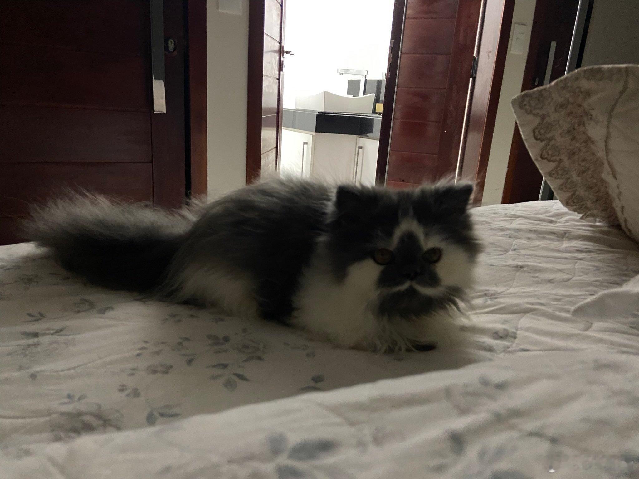 脸上有星星的猫咪 