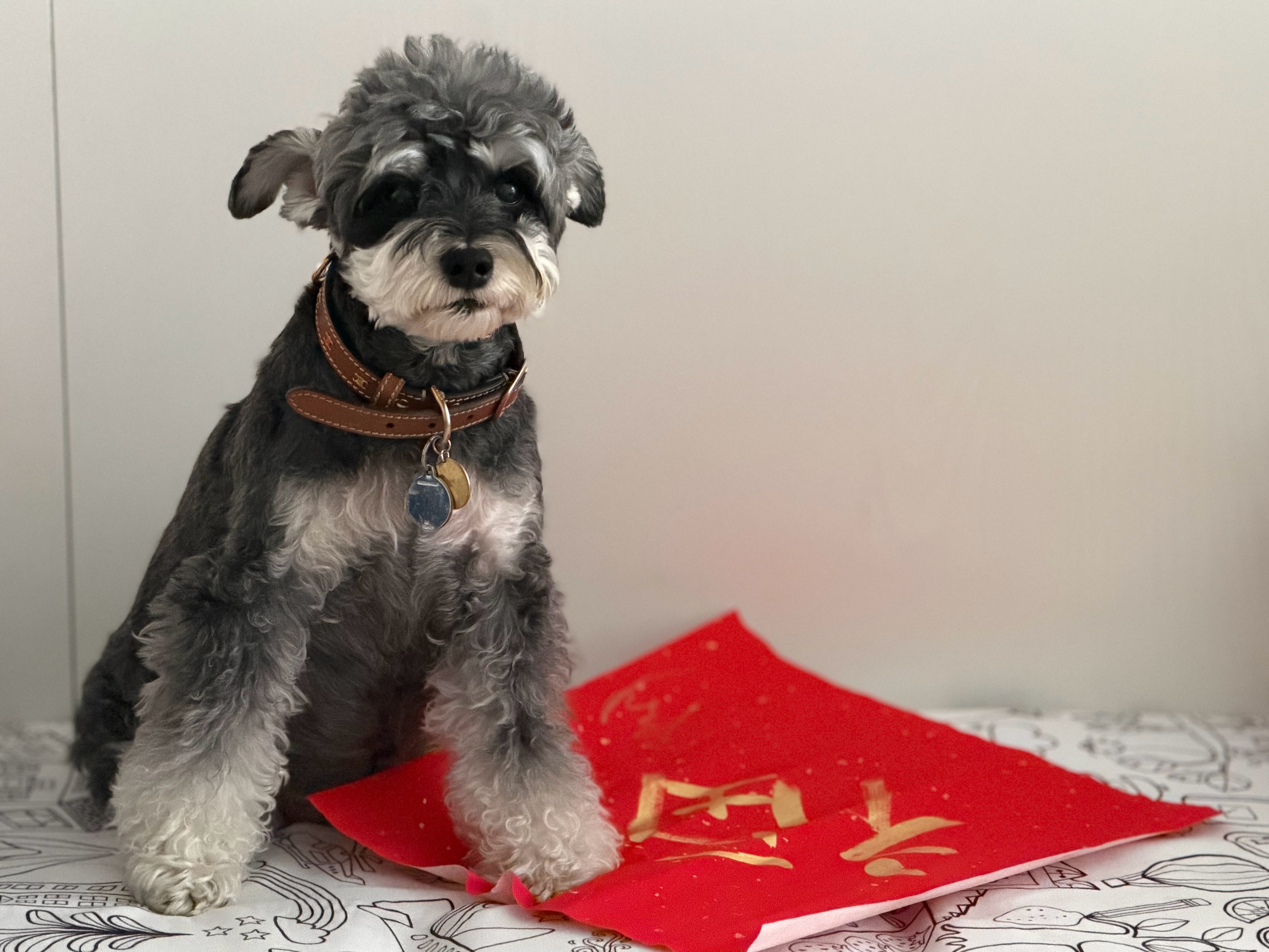 呆米，早安啊！刘宇宁  |刘宇宁地球超新鲜  |摩登兄弟