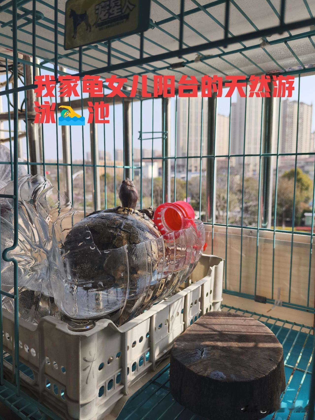 我家16岁金龟龟开春后又让我忙起来了，冬眠醒来已经开始吃食。很奇怪别人家龟吃蔬菜