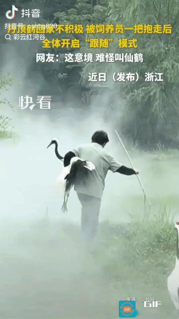 “太治愈了！”一群丹顶鹤贪玩，怎么哄都不肯回笼，饲养员大妈果断抱起一只后，神奇的