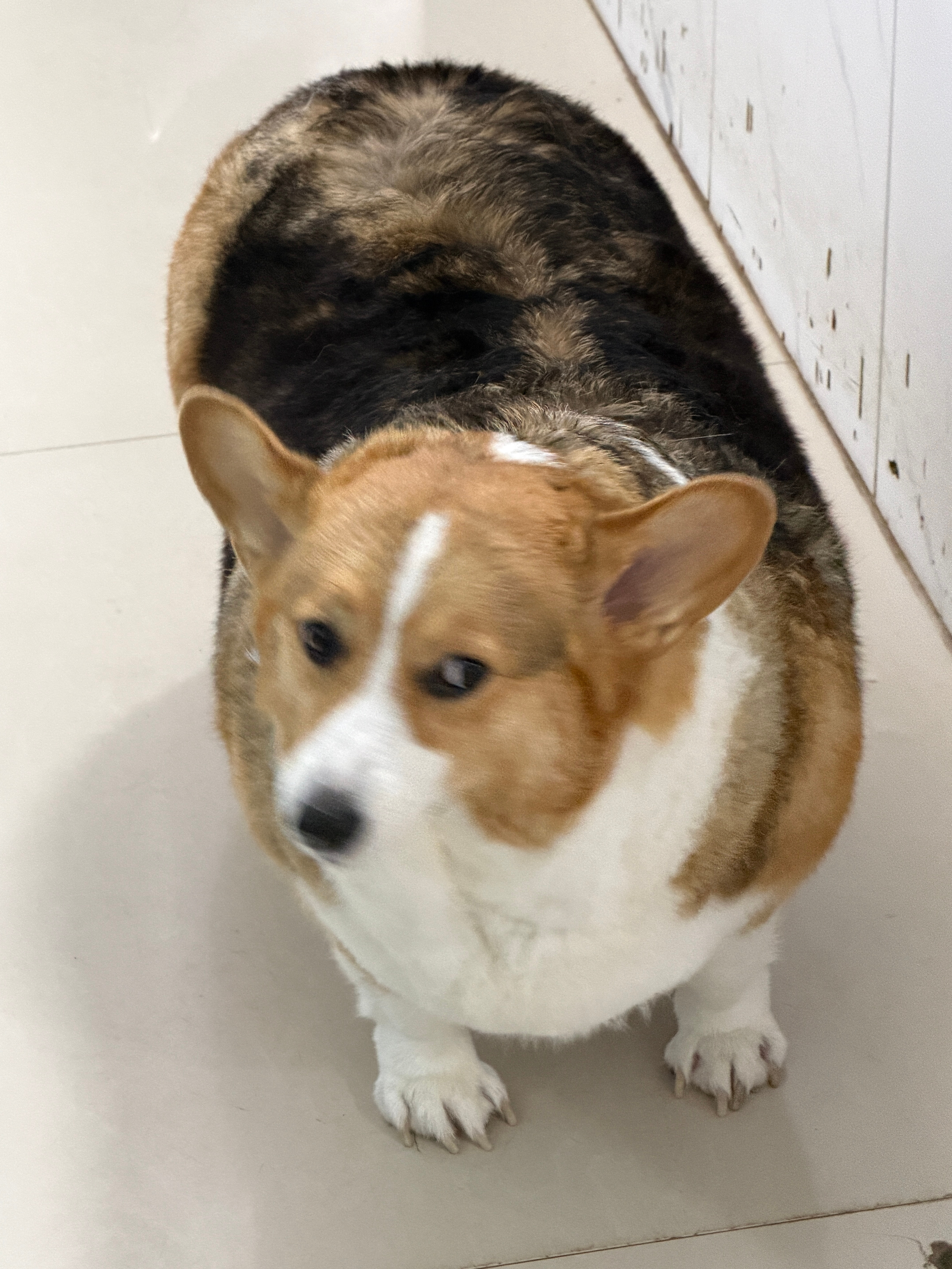 我看到了一只柯基猪 