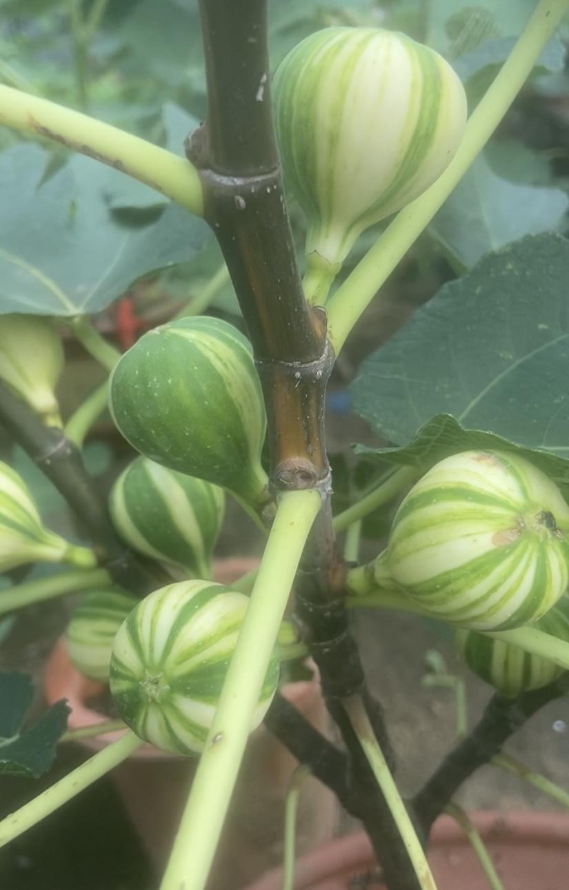 华丽无花果，前几年风光一时，一度是圈内热门网红品种。凭着独特条纹颜值出圈，被追捧