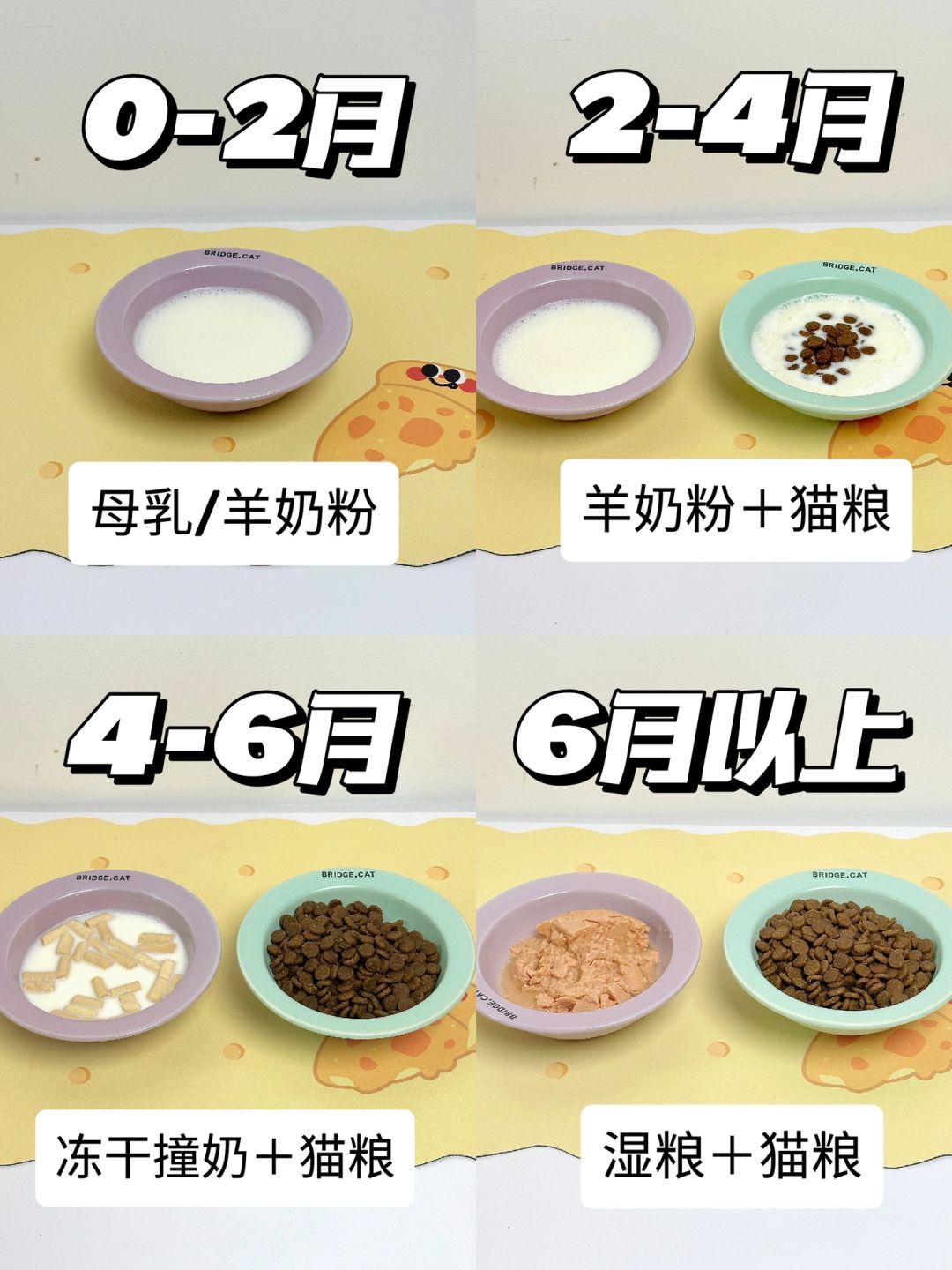 0基础幼猫喂养指南，0-6月小奶猫get