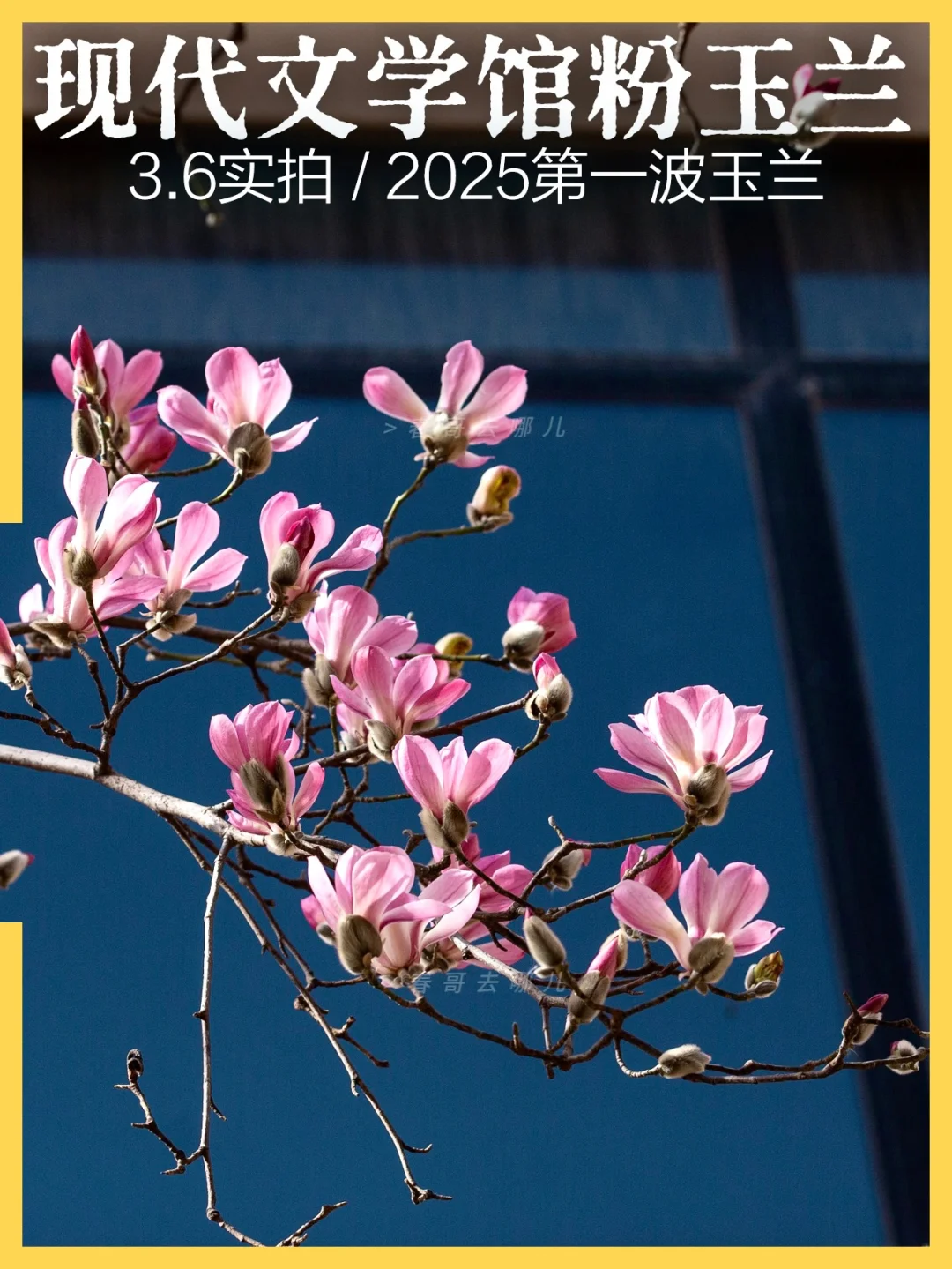 3.6 北京最文艺赏花地：粉色玉兰花开成瀑