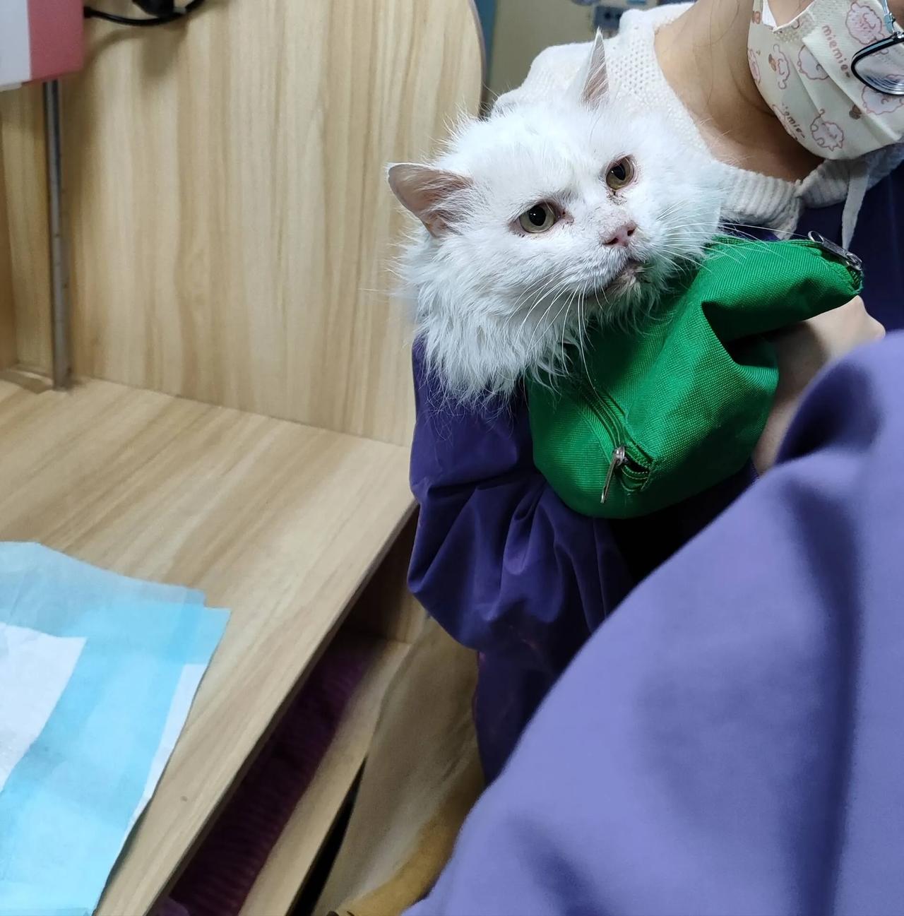 2025年3月11日11点30左右，大白回喵星了。

肾衰竭，瘦到皮包骨，都怪我