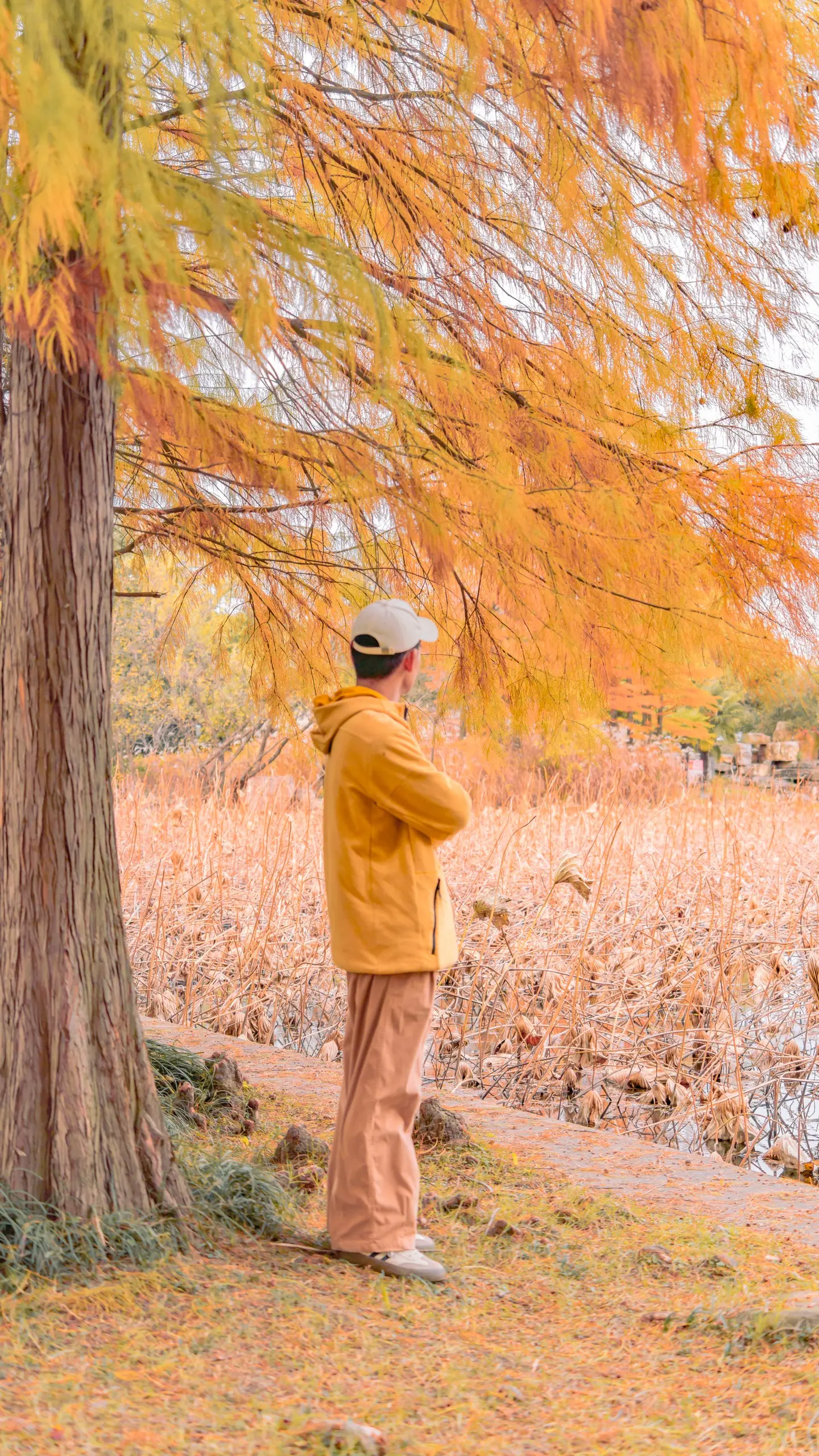 合肥植物园秋冬红杉林拍照打卡攻略。⏰最佳拍摄时间  • 下午2-4点...