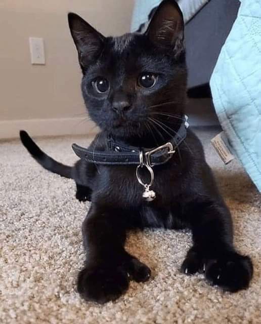 六指🐱，天生一对点赞的大拇指👍。 