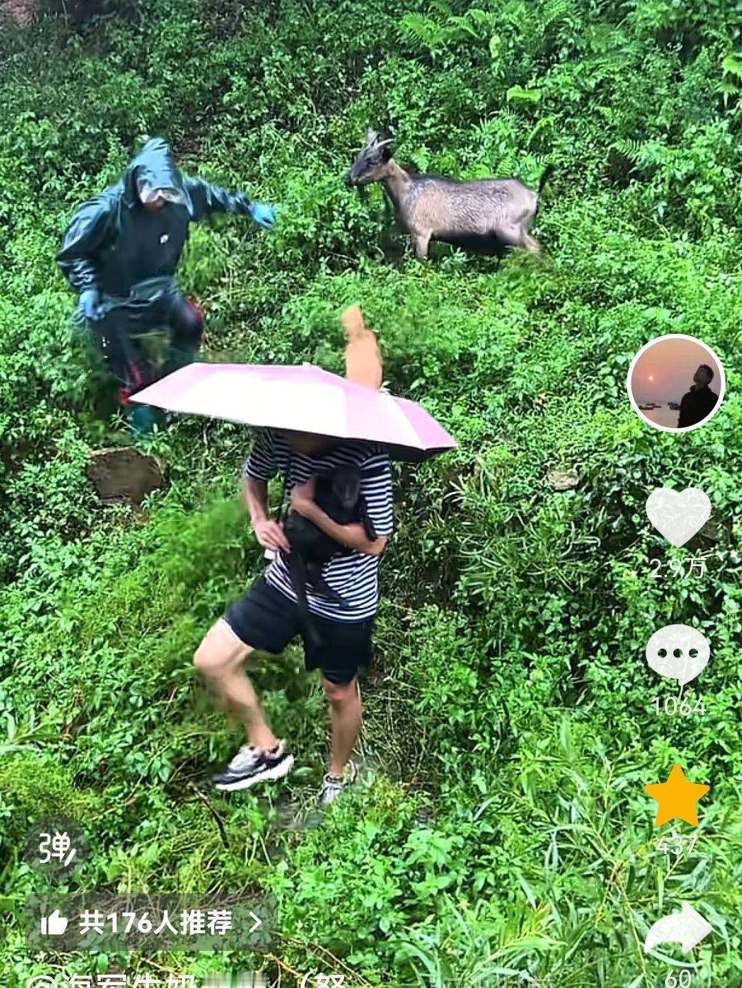 台风来袭，狂风暴雨不停，海军家里的一只小羊走失了。海军妈妈冒雨上山找羊，海军知道