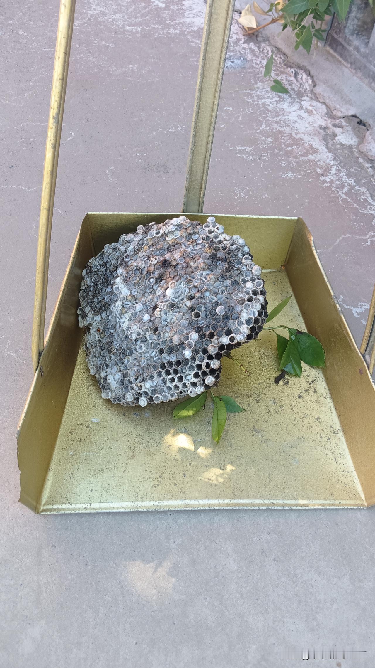马上开学了，前几天，在某学校提前排查安全隐患，查到了几个马蜂窝。
用喷蚊子的灭害