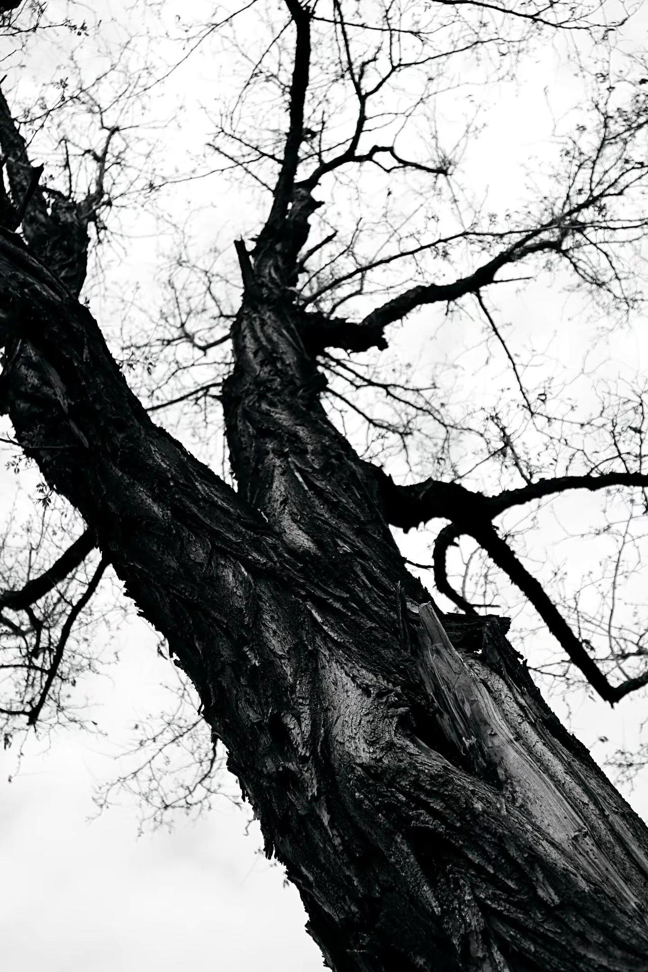 沧桑的古树。枯木意象 老树虬枝 写意树