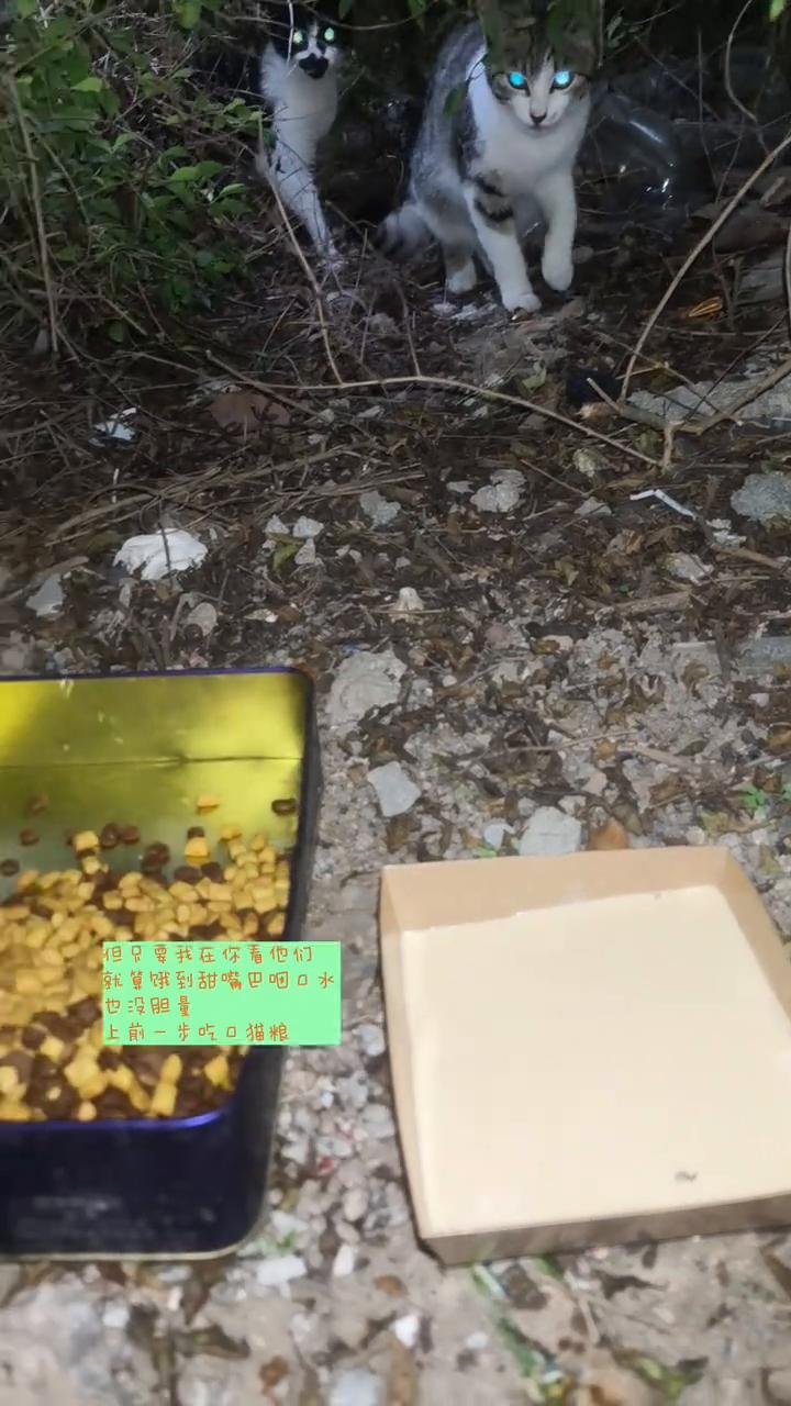 流浪猫伤人？咱们用事实说话。
即便我投喂的流浪猫都认识我，但只要我在，你看它们，