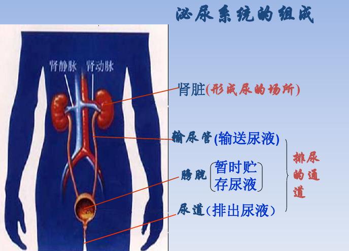 同学说她老公36岁，会跟孩子一样经常“尿床”，是怎么回事呢？

吴女士的老公周先