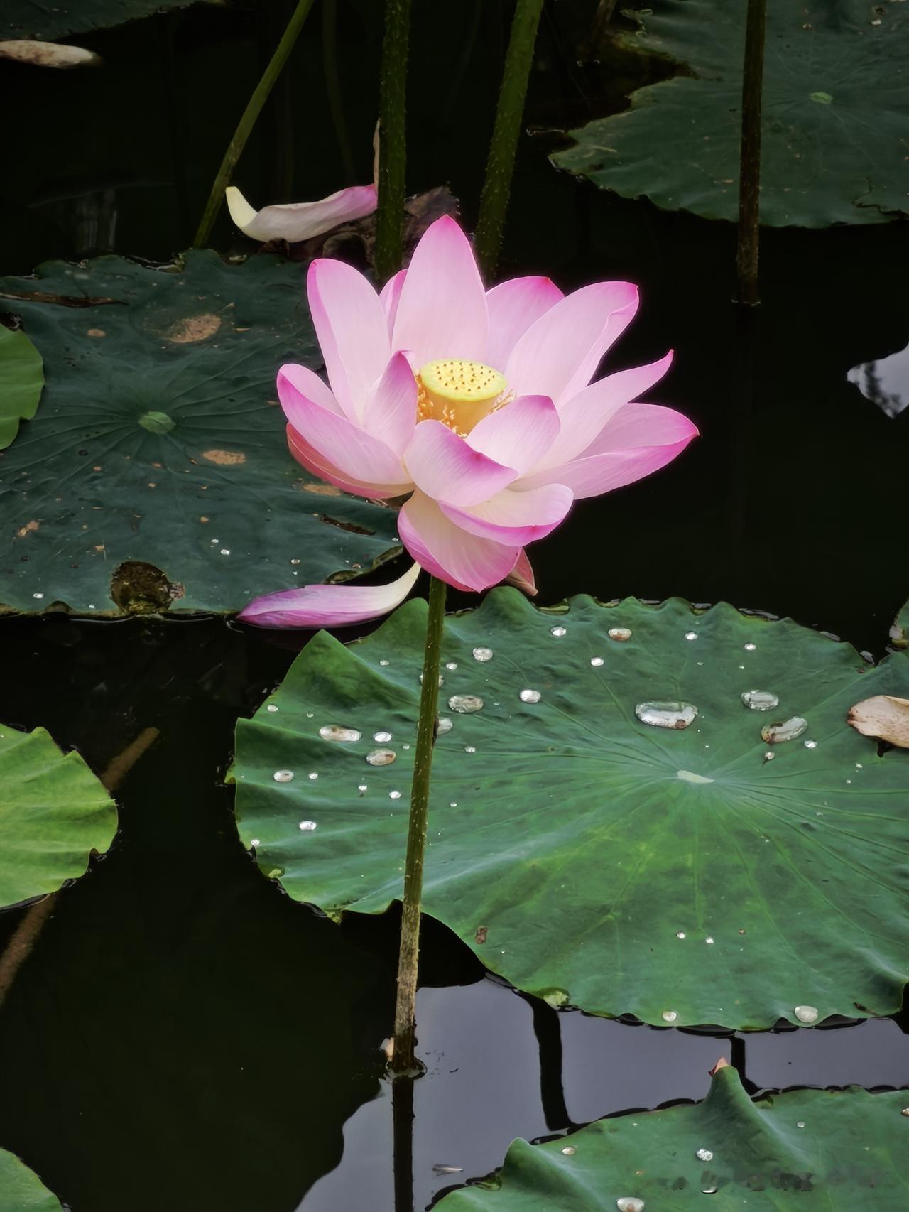 现在最美的花就是荷花