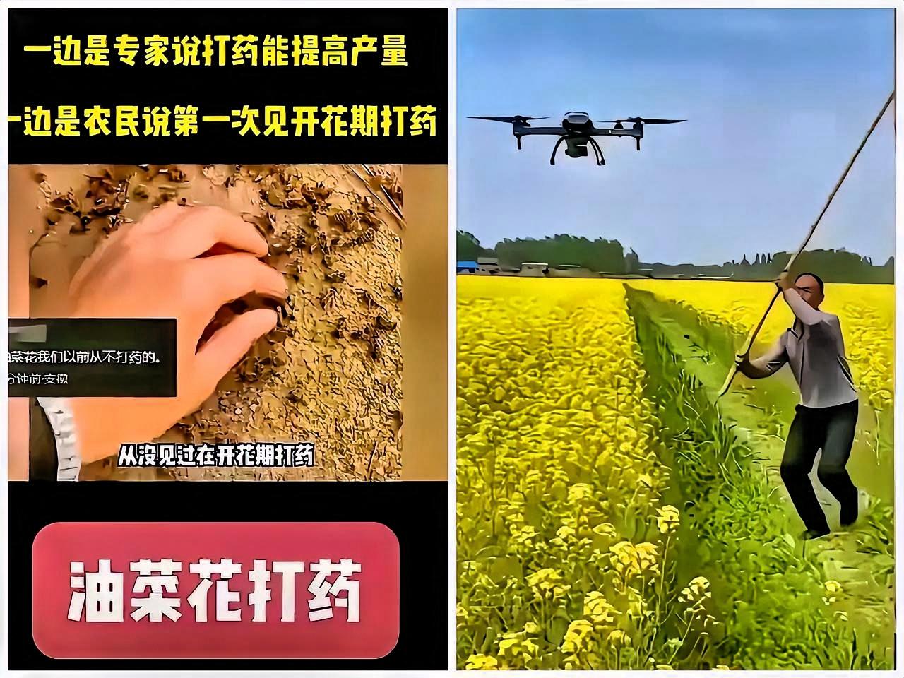 油菜花期乱用药的人，这次真的躲不掉了！公安部重拳严打涉农药犯罪，不只是常规整治，