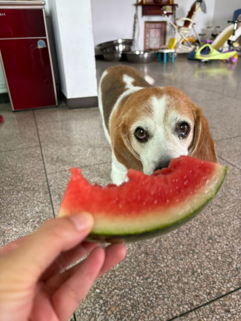 爱吃西瓜的小狗勾🍉 