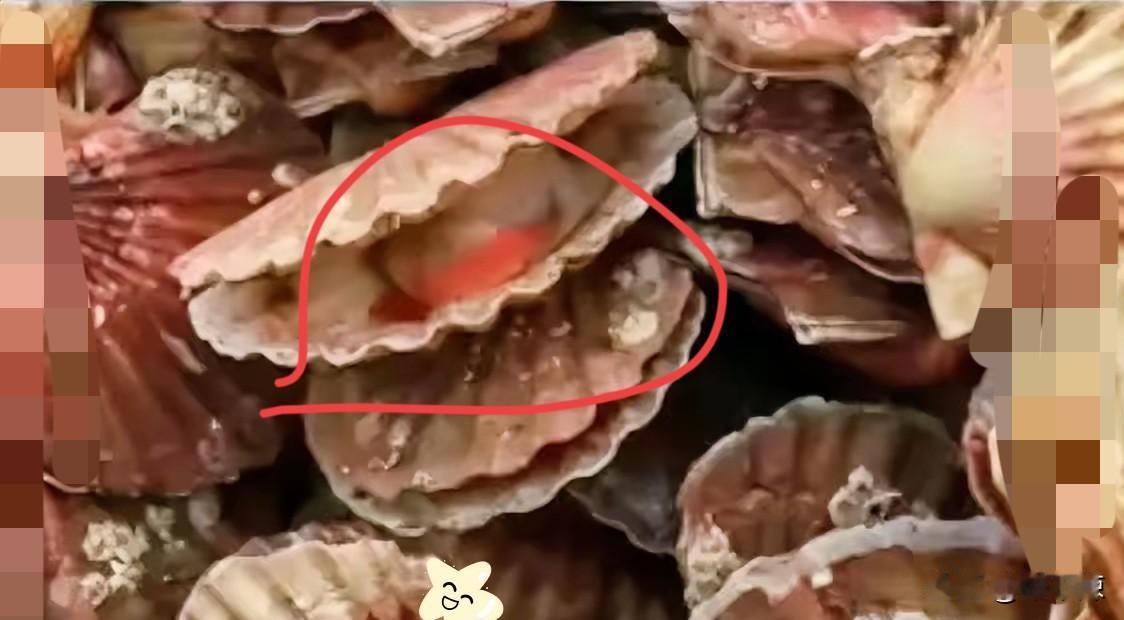 不出意外的话！！
扇贝销量即将大幅下降
不是因为价格飙升，而是日本的扇贝开始进口