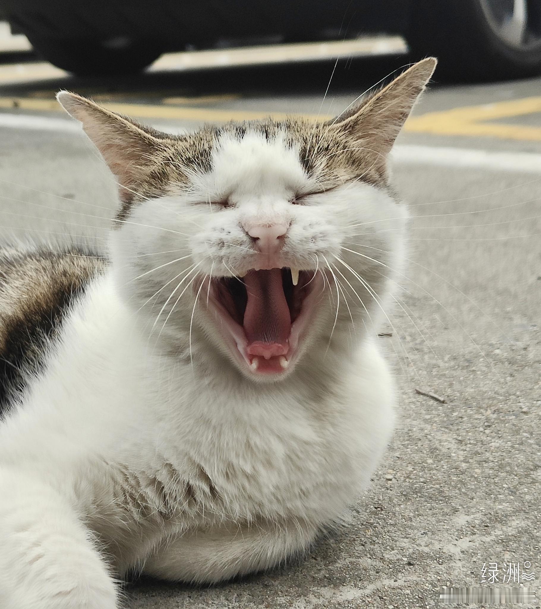 偶遇的小猫。 绿洲