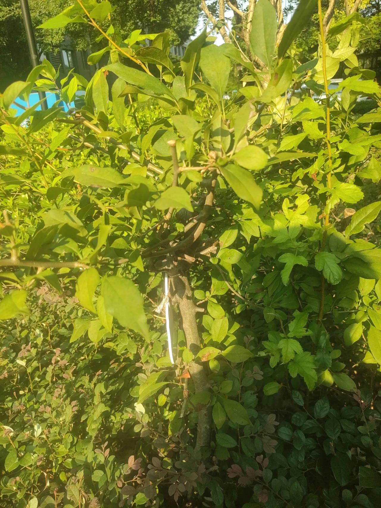 处暑除暑（散文诗）

盼望着，盼望着。
在炎炎夏日里盼望夏尽秋凉；在热浪滚滚里盼