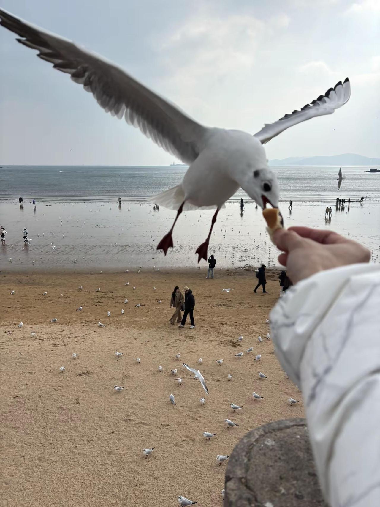 海鸥飞处彩云飞