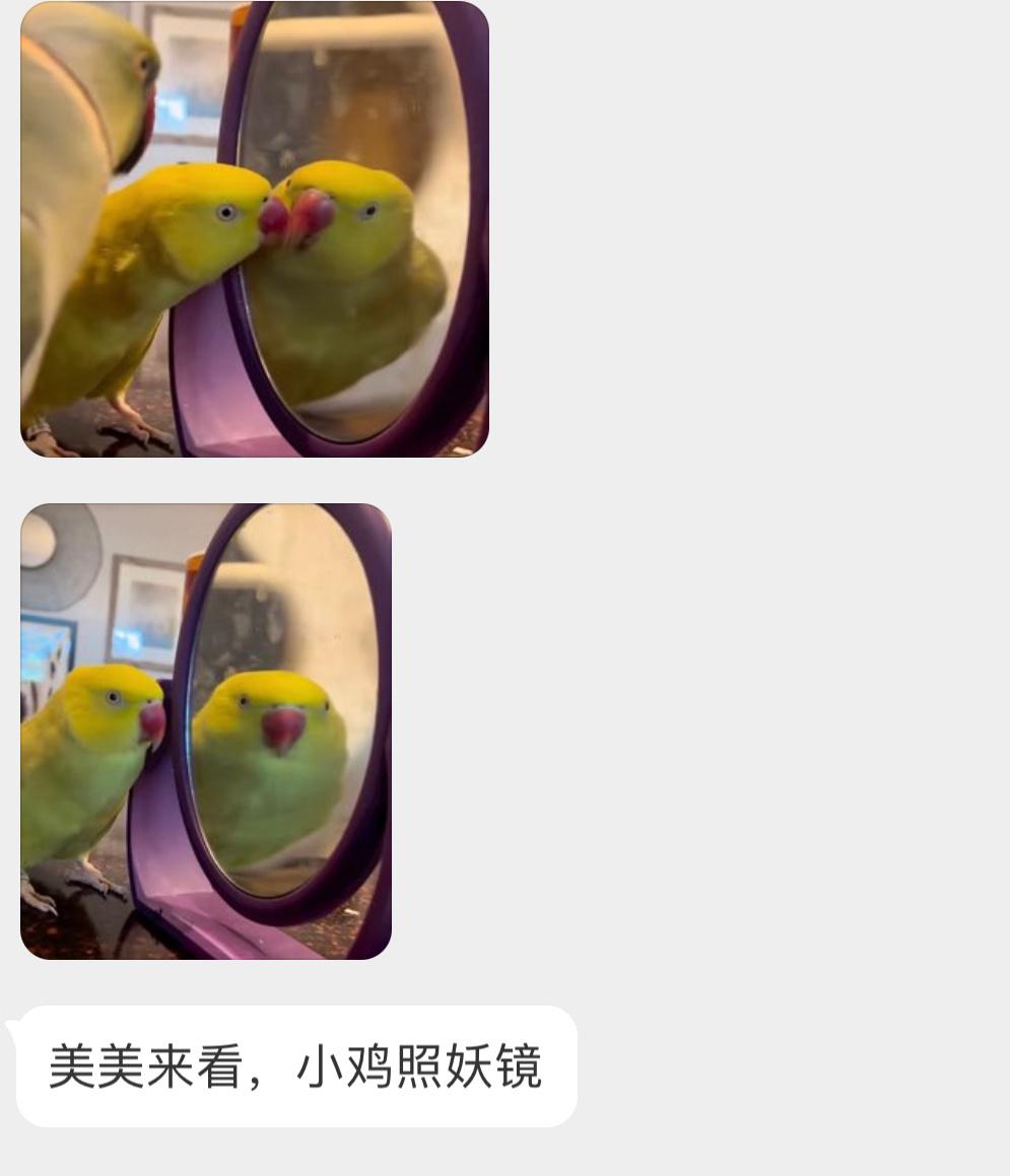小鸡一脸懵逼 ​​​