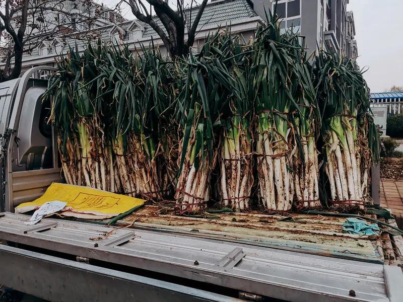 男子买6000斤大葱送给环卫工 河南郑州这大哥太暖了！偶然看到环卫工为1毛钱砍价