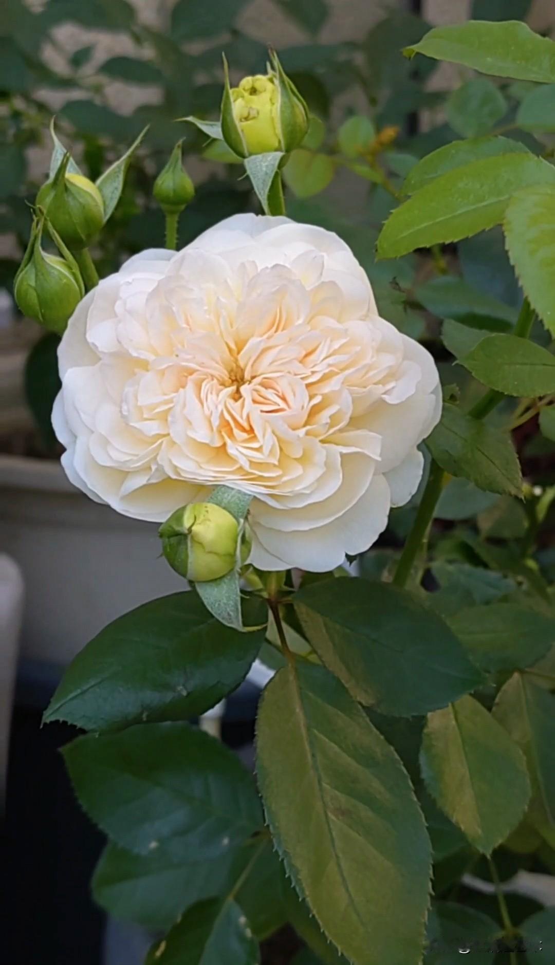 赏心悦目的图片院落里的月季花 带花苞月季花