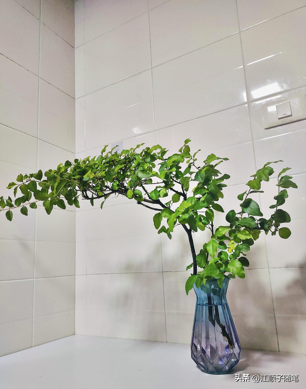 那天从小区绿化垃圾堆里捡了根枝条，插在喝剩的玻璃瓶拍了张照。几个月后翻到旧图随手