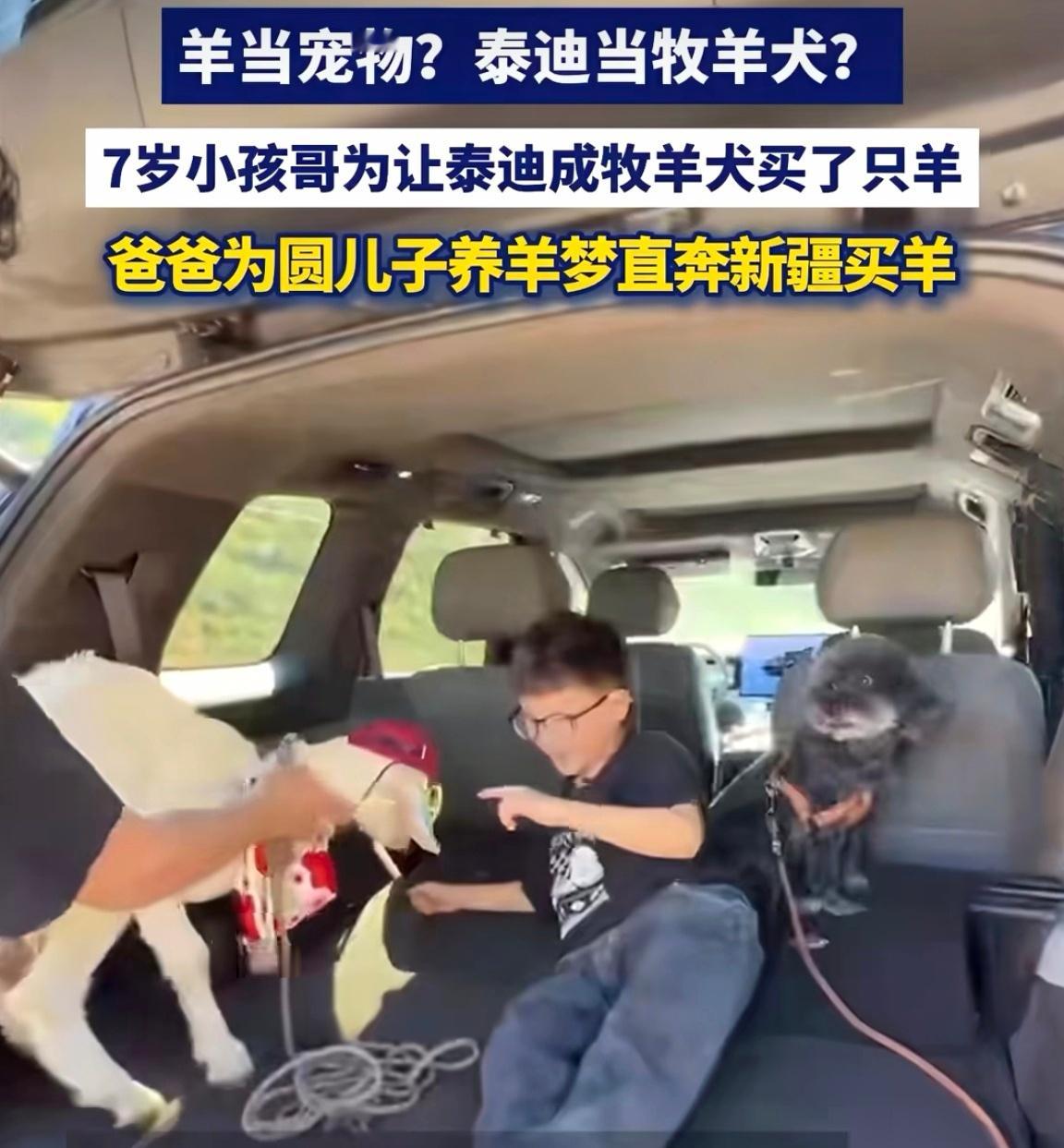 7岁小孩哥为让泰迪成牧羊犬买了只羊小朋友脑洞也太可爱了，还想着让家里小狗当牧羊犬