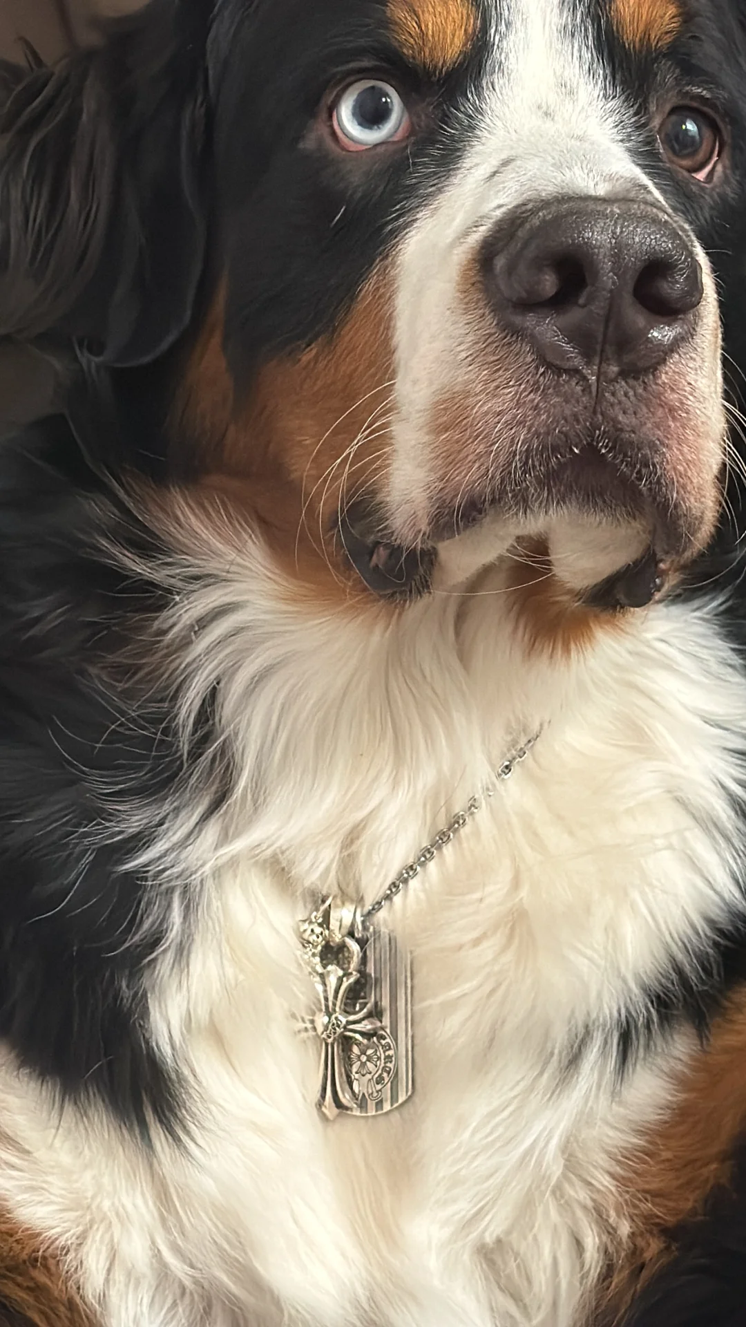 Chrome dog 心如磐石