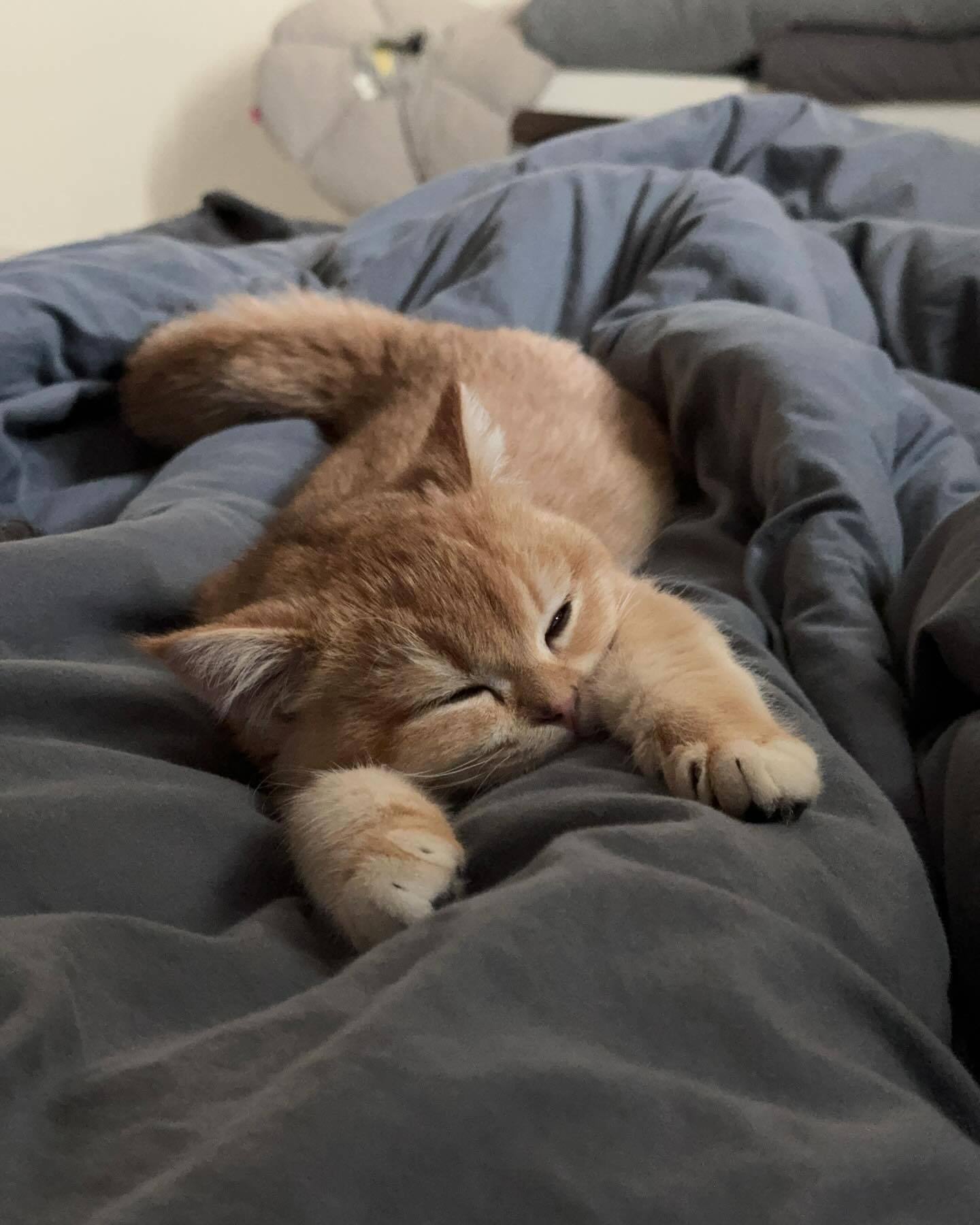 小猫不可以趴着睡 