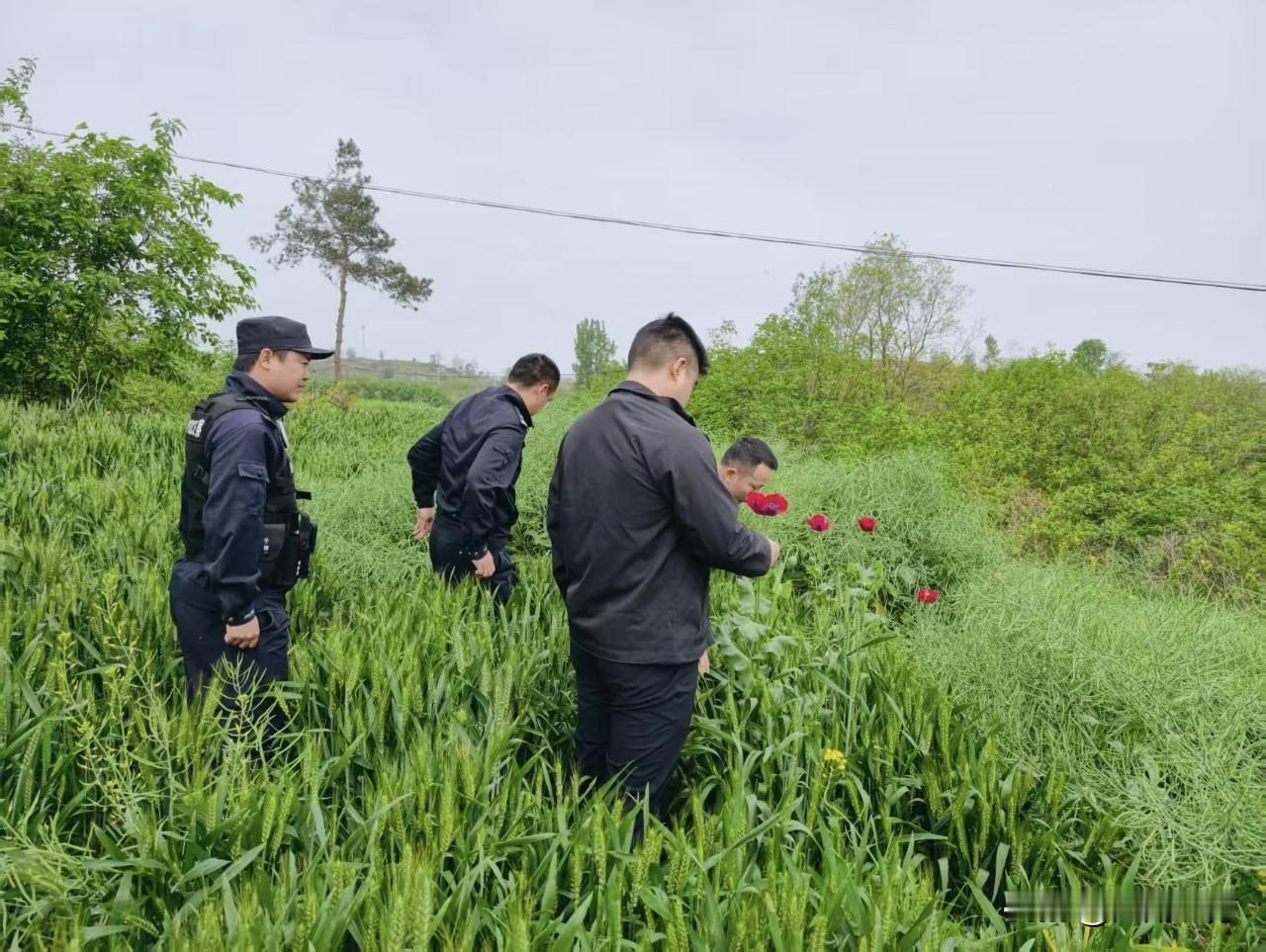 春风吹绿了红安的田野，麦子拔节生长，放眼望去是一片生机勃勃的绿。可这满眼的春色里