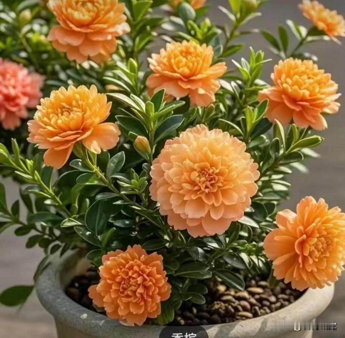 如何用方言表达“吝啬”呢?
用我们这儿方言表达：抠门，小气鬼。