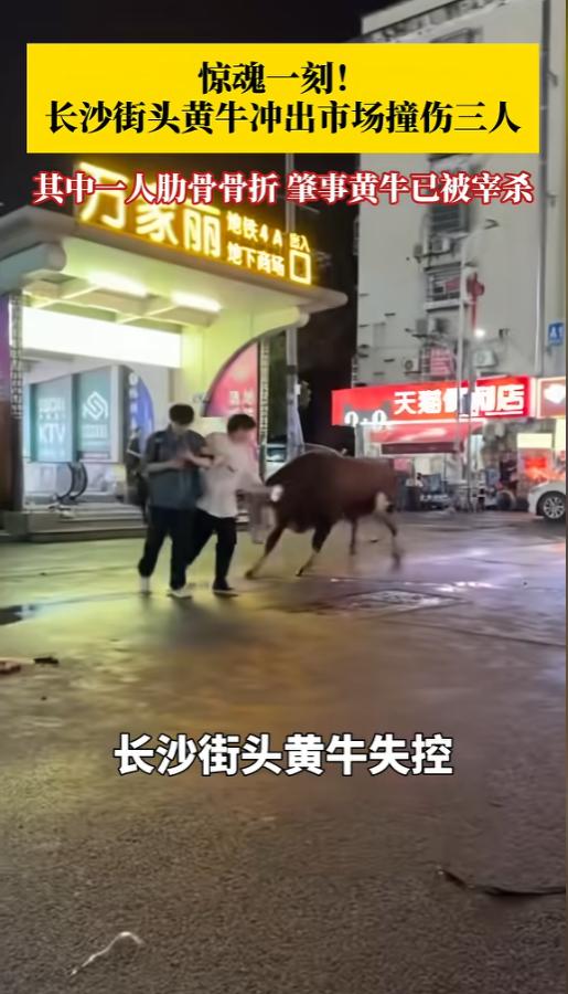 “它只是想活着呀！”6月21日，湖南长沙，一头待宰黄牛又突然间受惊，从市场内冲出