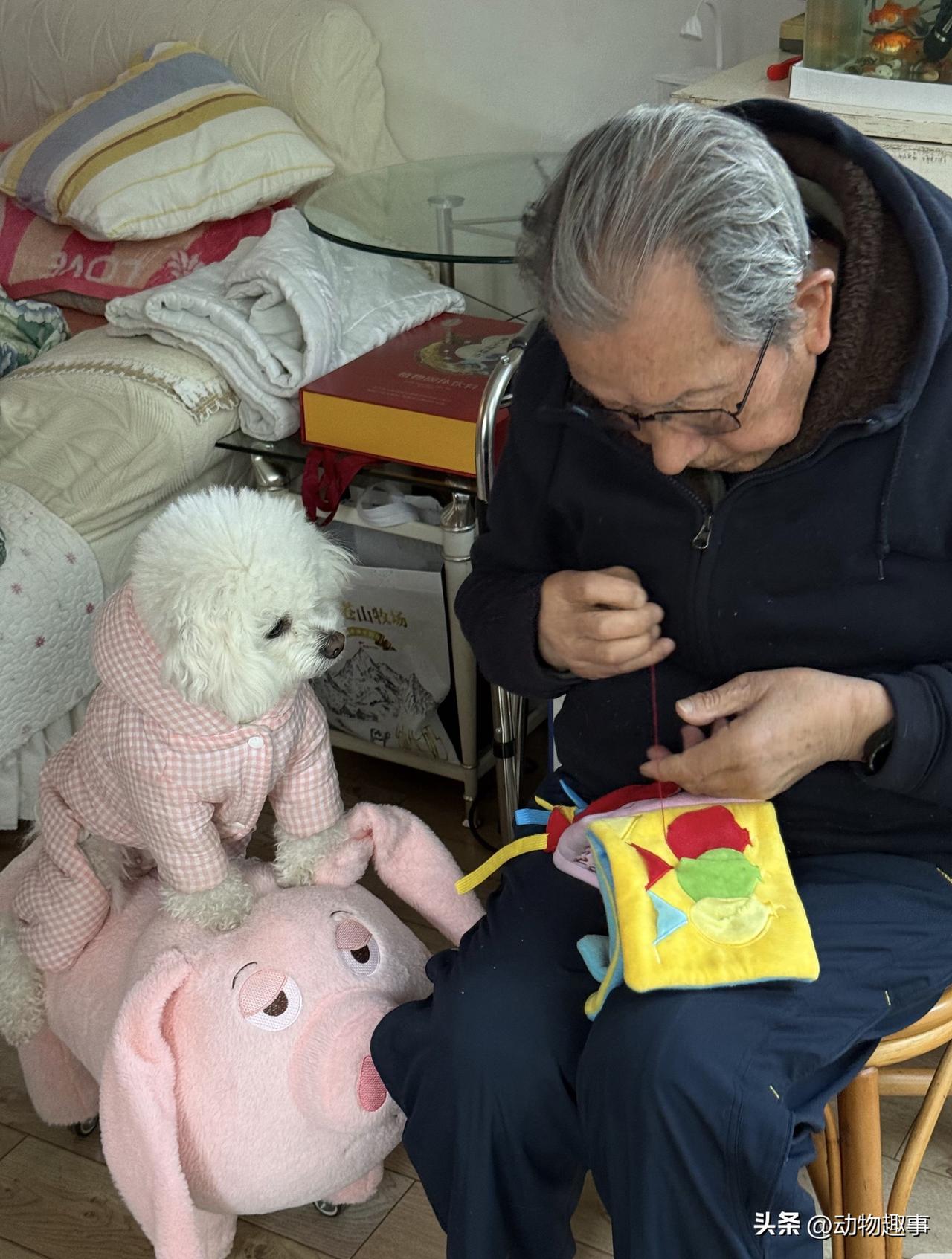 爷爷给小狗宝缝玩具呢，这谁能想到当初不让养狗的爷爷现在对小狗这么好！
也许爷爷对