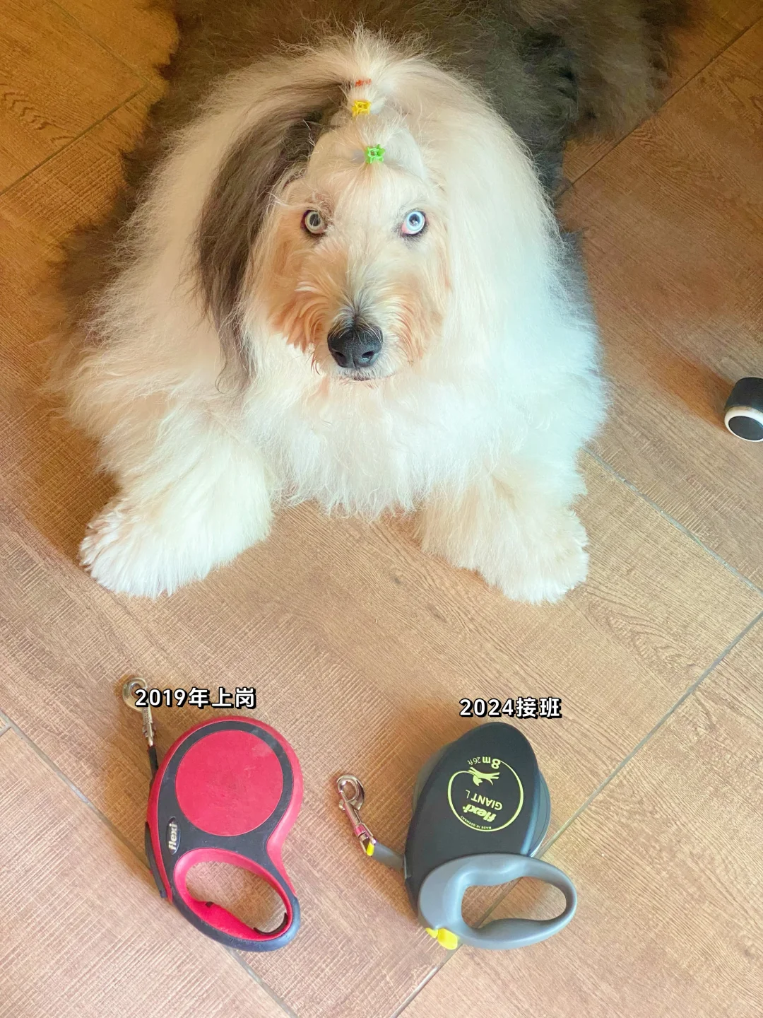 每天出勤，一个牵引绳用了5年！